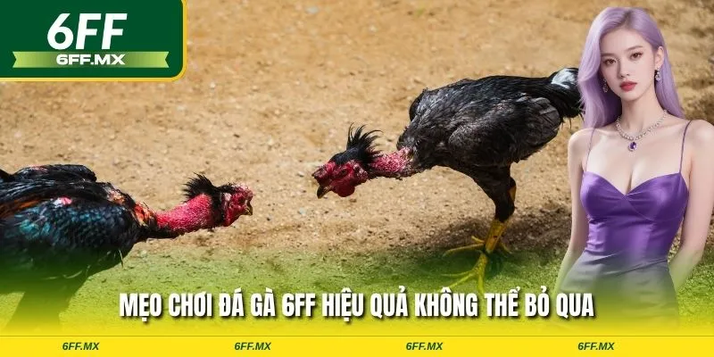 Mẹo chơi đá gà 6FF hiệu quả không thể bỏ qua