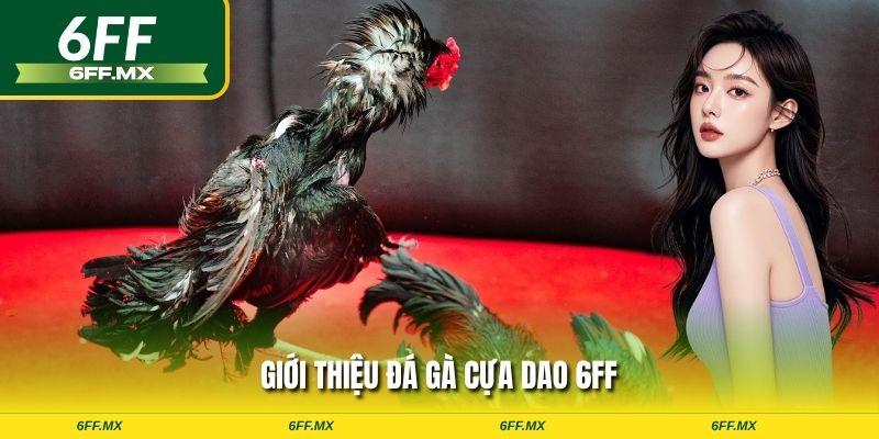 Giới thiệu đá gà cựa dao 6FF