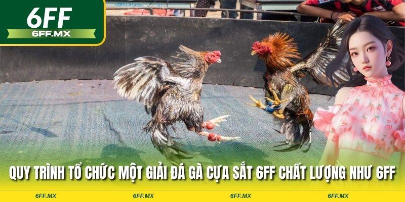 Quy trình tổ chức một giải đá gà cựa sắt 6FF chất lượng như 6FF